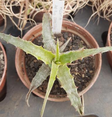 Hechtia sp. Río Zapotitlan