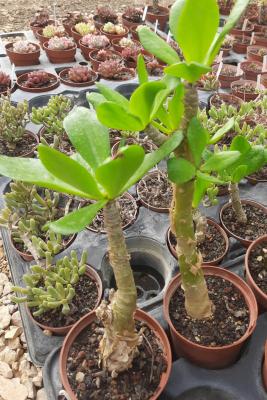 Tylecodon paniculatus