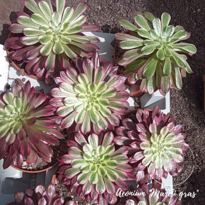 Aeonium 