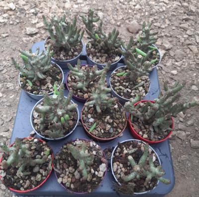 tylecodon bucholzianus