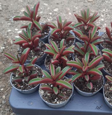 Peperomia graveolens