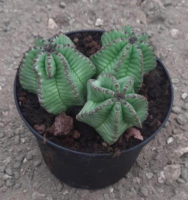 Euphorbia anoplia