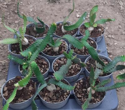 Euphorbia stellata