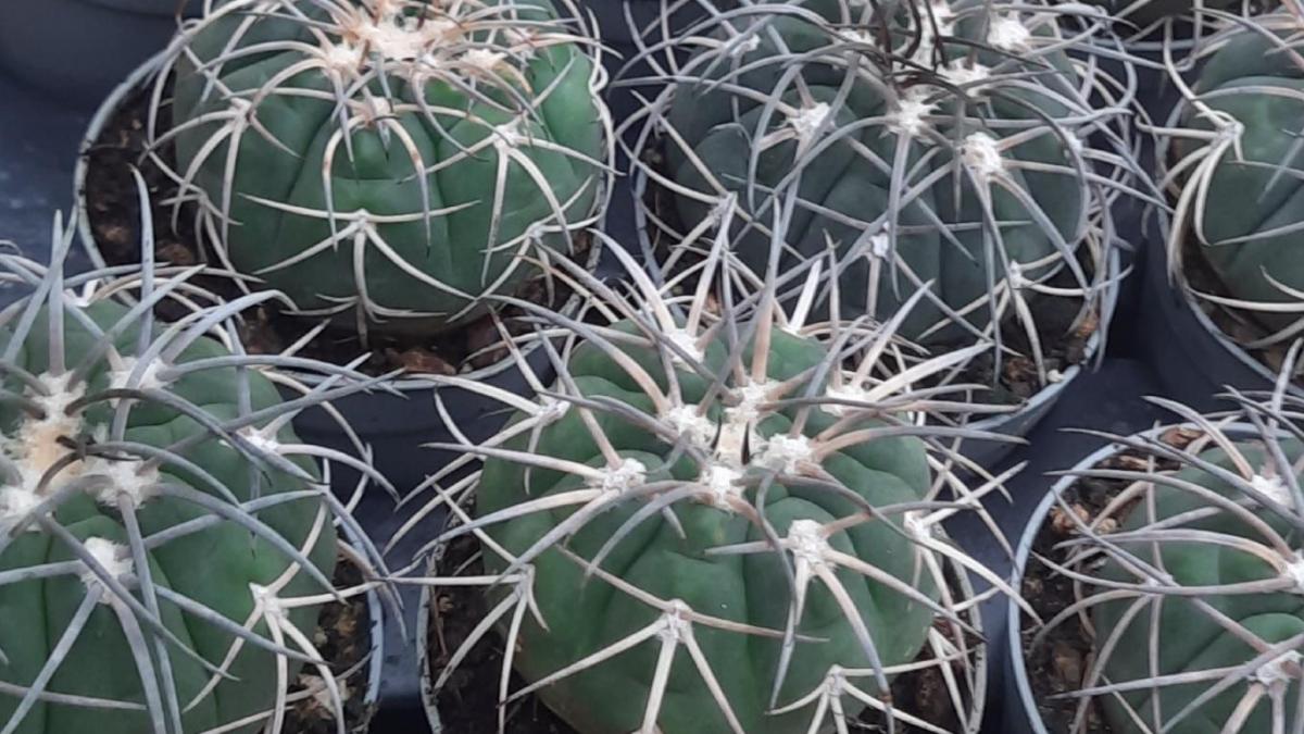 Cactus
