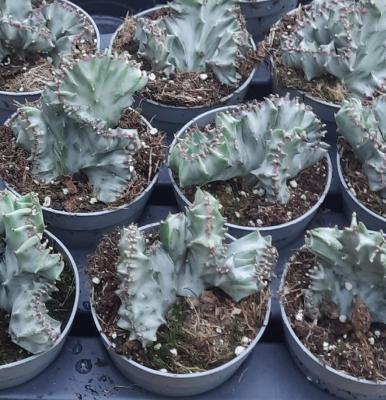 Euphorbia lactea cristata 