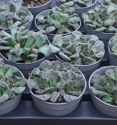 Titanopsis calcarea