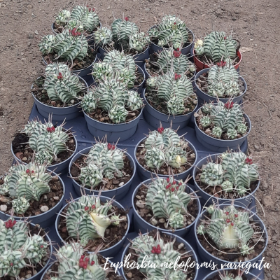 Euphorbia meloformis variegata