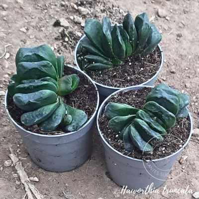 Haworthia truncata