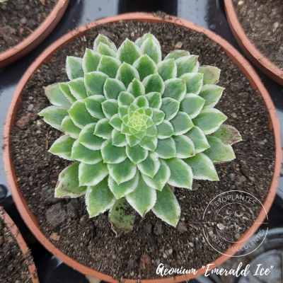 Aeonium 