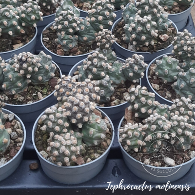 Tephrocactus molinensis
