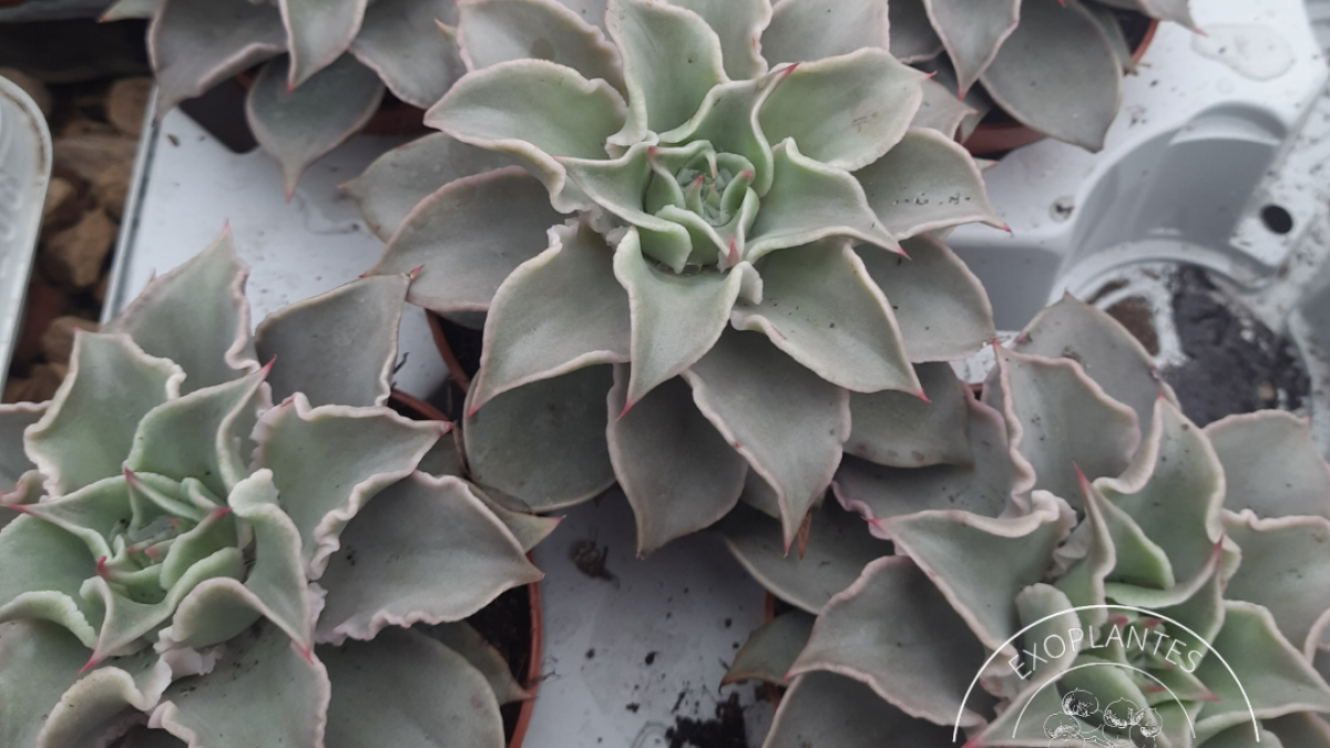 Succulentes, Plantes grasses