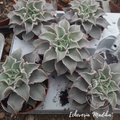 Echeveria 