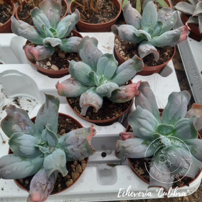Echeveria 