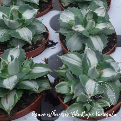 Agave isthmensis 
