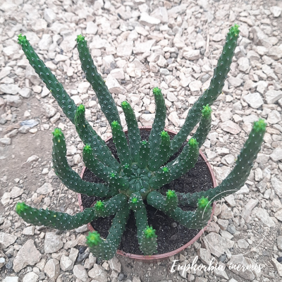 Euphorbia inermis