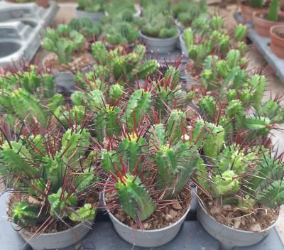 Euphorbia enopla