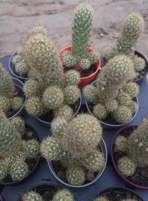 Mammillaria elongata