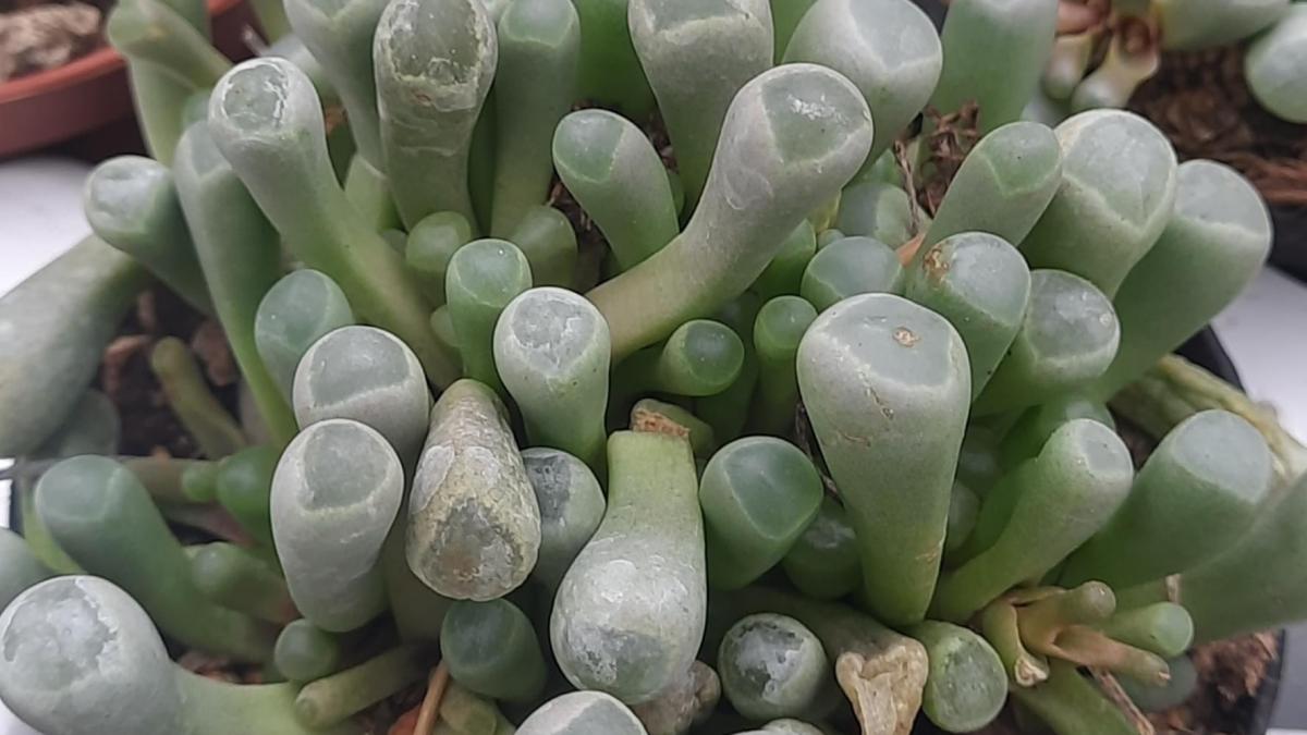 Fenestraria