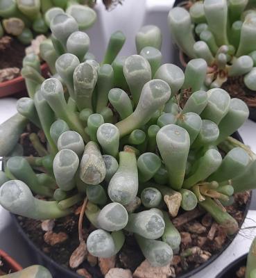 Fenestraria auriantiaca