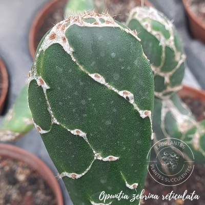 opuntia zebrina reticulata