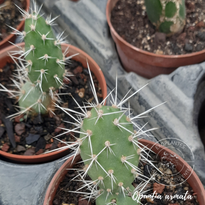 Opuntia armata