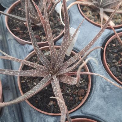 Aloe bellatula