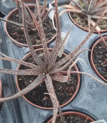 Aloe bellatula