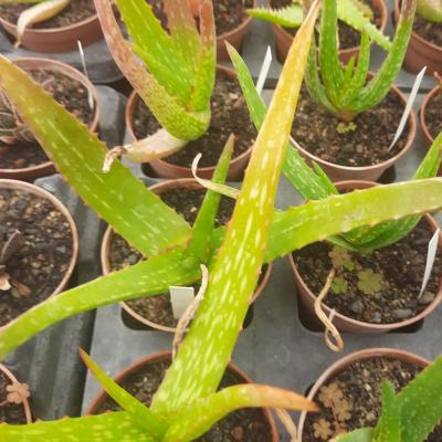 Aloe cameronii