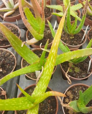 Aloe cameronii