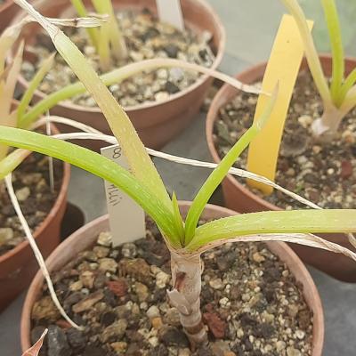 aloe ballii
