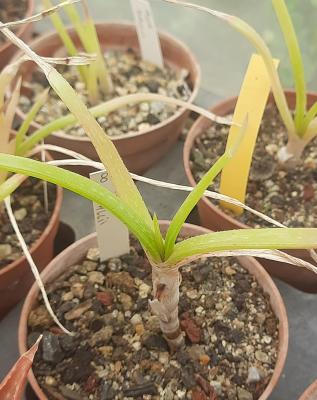 aloe ballii