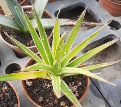 Agave filifera variegata