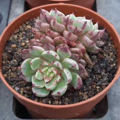 Echeveria 