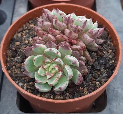 Echeveria 