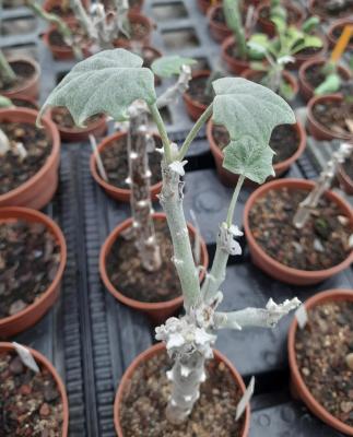 Senecio velatus