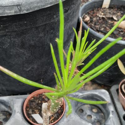 Senecio schwartzii