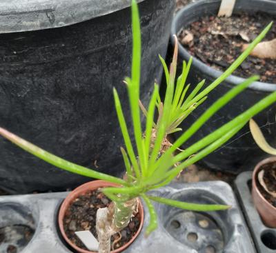 Senecio schwartzii