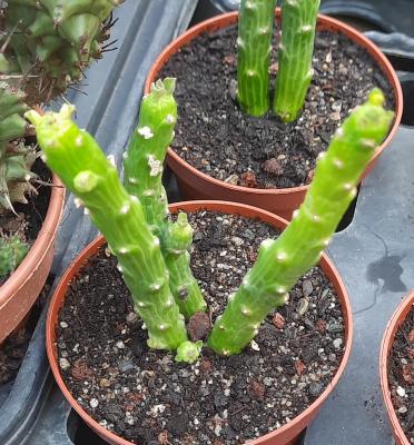 Monadenium ellenbeckii