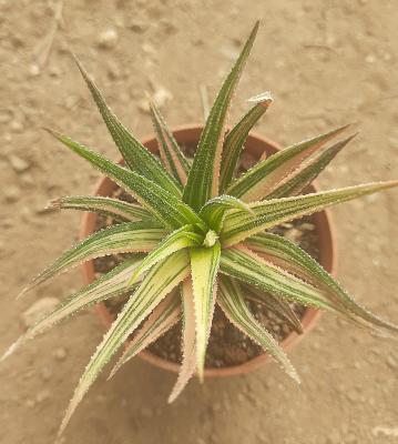 Haworthia attenuata var. radula variegata