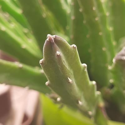 Stapelia leendertziae