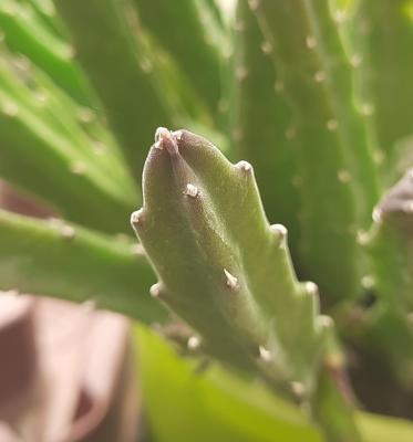 Stapelia leendertziae