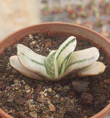 Gasteria obtusa variegata