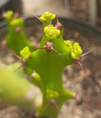 Euphorbia cattimandoo