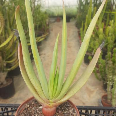 Aloe plicatilis