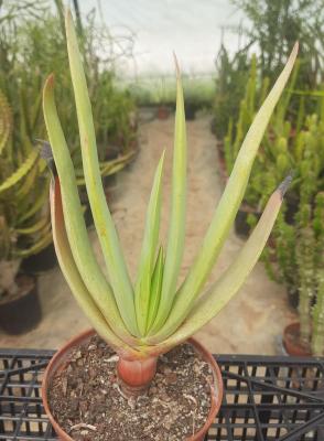 Aloe plicatilis