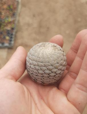 Euphorbia piscidermis