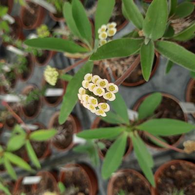 Euphorbia capuronii