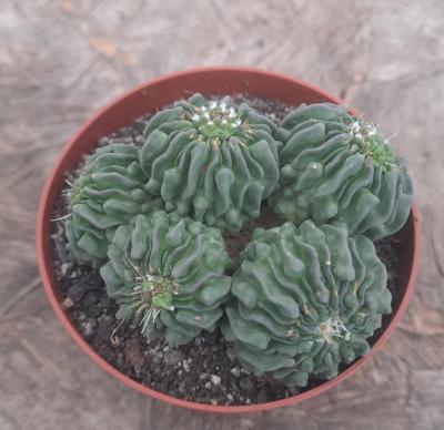 Echinofossulocactus multicostatus f. inermis