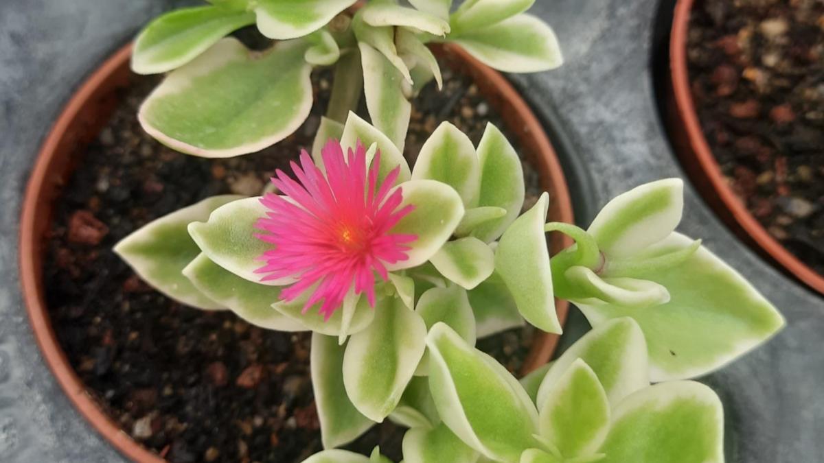 Aptenia