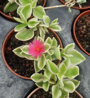 Aptenia cordifolia variegata